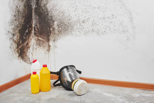 Certified Mold Removal in Gold Hill, OR