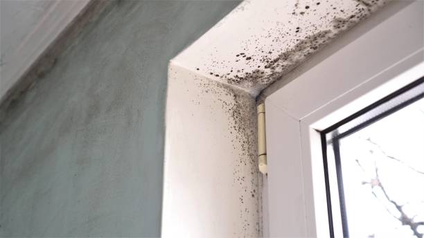 Mold Removal and Inspection in Gold Hill, OR