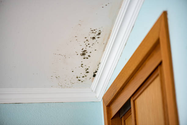 Best Mold Testing  in Gold Hill, OR