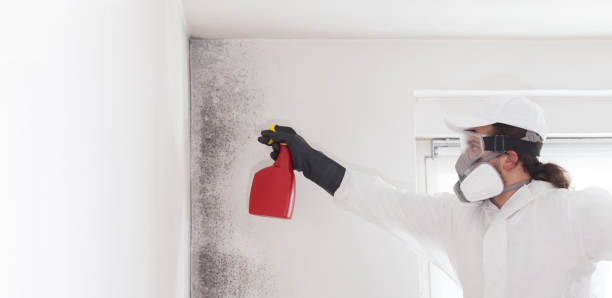 Best Mold Remediation Experts  in Gold Hill, OR
