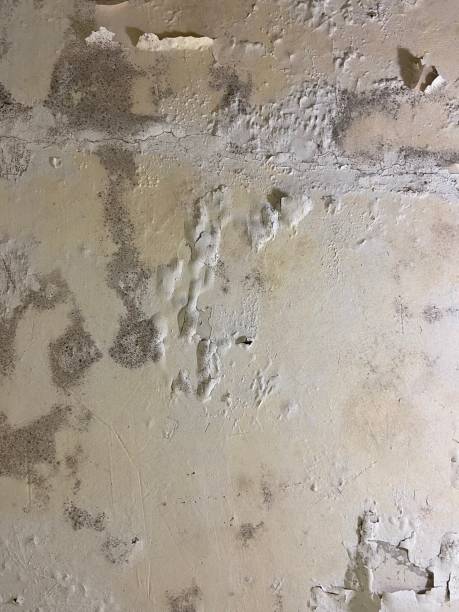 Best Toxic Mold Removal  in Gold Hill, OR