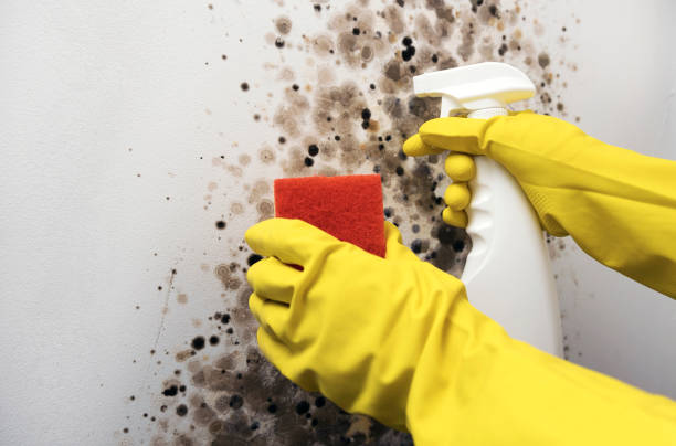 Best Local Mold Removal Service  in Gold Hill, OR